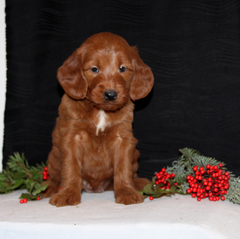 puppy, for, sale, Mini Goldendoodle F1, Matthew B. Stoltzfus, dog, breeder, Gap, PA, dog-breeder, puppy-for-sale, forsale, nearby, find, puppyfind, locator, puppylocator, aca